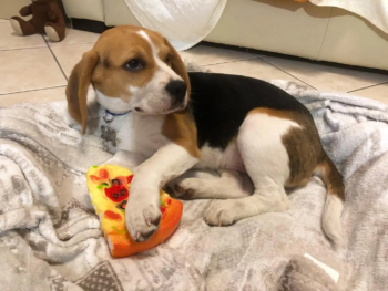 Loki – Macho