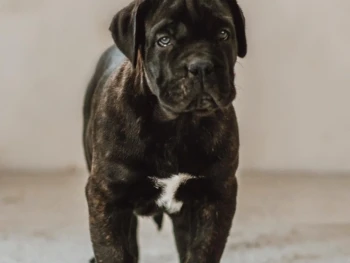Otto – Macho
