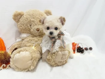 Edgar- TOY Macho