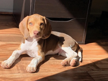 Winston – Macho